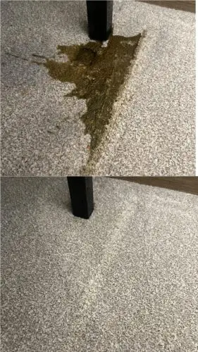 Before and After Pet Mess Removal