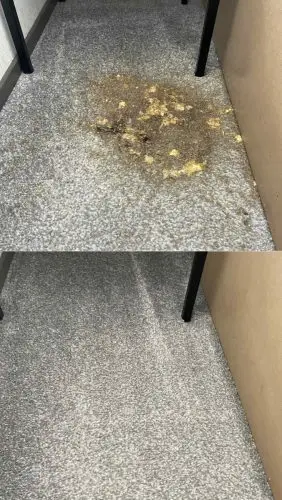 Before and After Vomit Removal