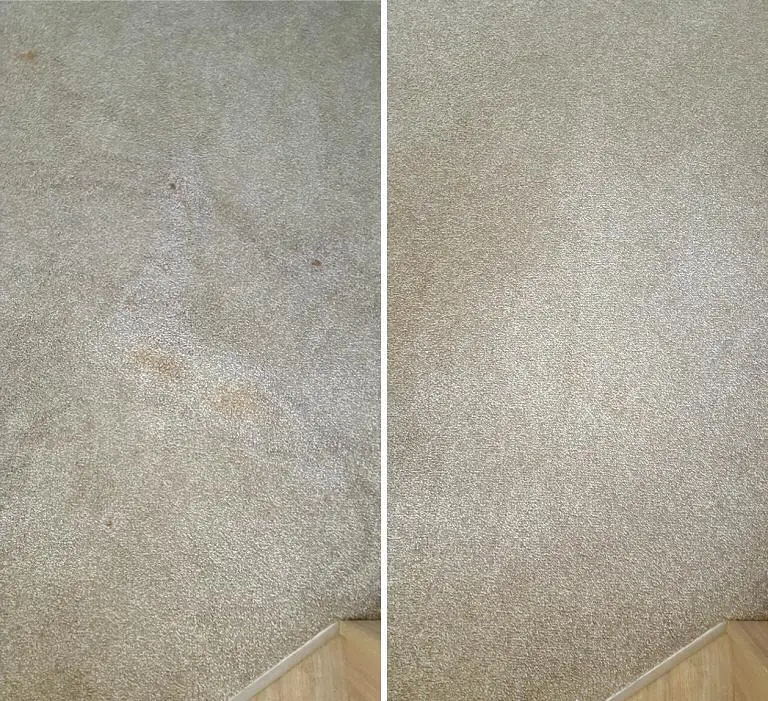 Lounge Carpet - Food Stain Removal